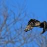 Cormorano - Great cormorant (Phalacrocorax carbo)