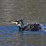 Cormorano - Great cormorant (Phalacrocorax carbo)