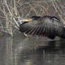 Cormorano - Great cormorant (Phalacrocorax carbo)