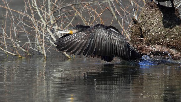 Cormorano - Great cormorant (Phalacrocorax carbo)