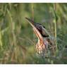 Tarabuso - Great bittern (Botaurus stellaris)