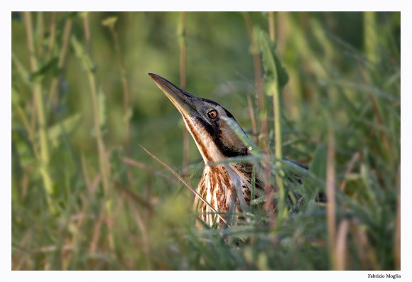 Tarabuso - Great bittern (Botaurus stellaris)