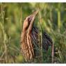 Tarabuso - Great bittern (Botaurus stellaris)