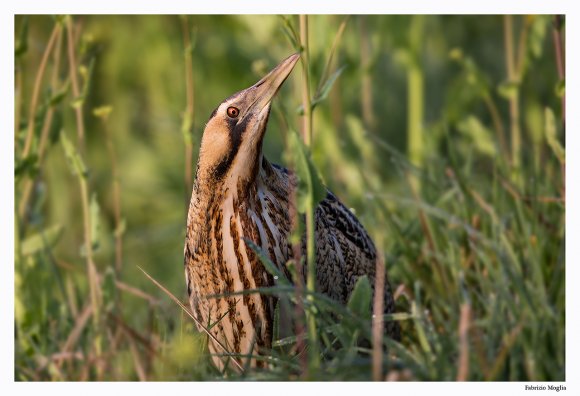 Tarabuso - Great bittern (Botaurus stellaris)