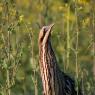 Tarabuso - Great bittern (Botaurus stellaris)