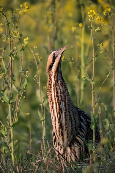 Tarabuso - Great bittern (Botaurus stellaris)