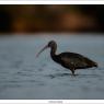 Mignattaio - Glossy Ibis (Plegadis falcinellus)