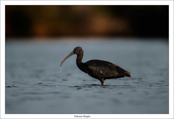 Mignattaio - Glossy Ibis (Plegadis falcinellus)
