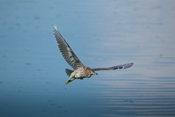 Nitticora - Black crowned night heron (Nycticorax nycticorax)