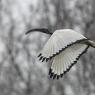 Ibis - African sacred ibis (Threskiornis aethiopicus)