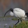 Ibis - African sacred ibis (Threskiornis aethiopicus)