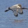 Ibis - African sacred ibis (Threskiornis aethiopicus)