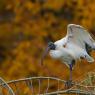 Ibis - African sacred ibis (Threskiornis aethiopicus)