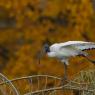 Ibis - African sacred ibis (Threskiornis aethiopicus)