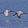 Ibis - African sacred ibis (Threskiornis aethiopicus)