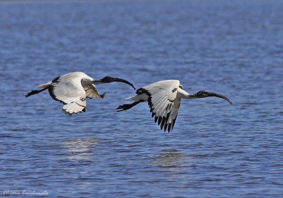 Ibis - African sacred ibis (Threskiornis aethiopicus)