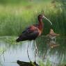 Mignattaio - Glossy Ibis (Plegadis falcinellus)