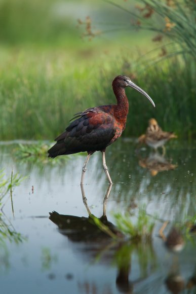 Mignattaio - Glossy Ibis (Plegadis falcinellus)