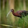 Mignattaio - Glossy Ibis (Plegadis falcinellus)