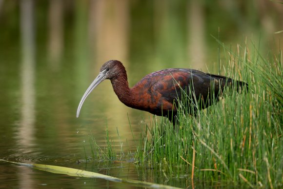 Mignattaio - Glossy Ibis (Plegadis falcinellus)