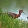 Mignattaio - Glossy Ibis (Plegadis falcinellus)