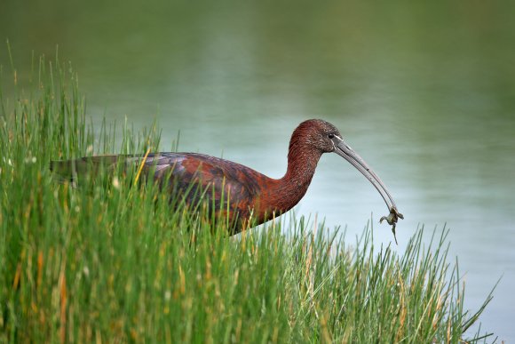 Mignattaio - Glossy Ibis (Plegadis falcinellus)