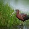 Mignattaio - Glossy Ibis (Plegadis falcinellus)