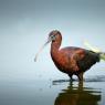 Mignattaio - Glossy Ibis (Plegadis falcinellus)