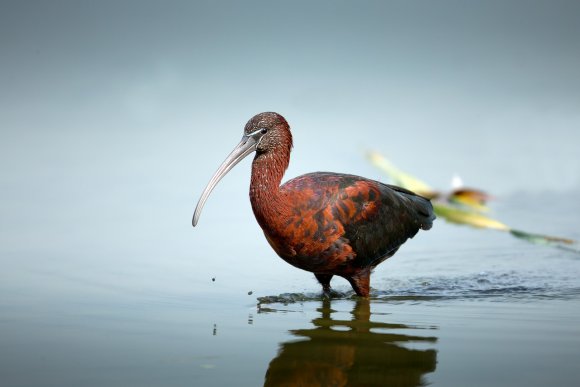 Mignattaio - Glossy Ibis (Plegadis falcinellus)