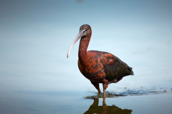 Mignattaio - Glossy Ibis (Plegadis falcinellus)