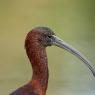 Mignattaio - Glossy Ibis (Plegadis falcinellus)