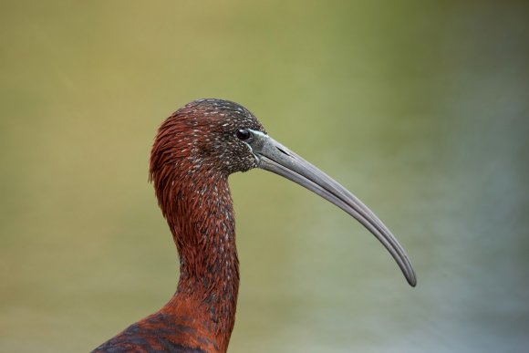 Mignattaio - Glossy Ibis (Plegadis falcinellus)