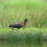 Mignattaio - Glossy Ibis (Plegadis falcinellus)