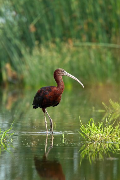 Mignattaio - Glossy Ibis (Plegadis falcinellus)