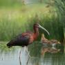 Mignattaio - Glossy Ibis (Plegadis falcinellus)