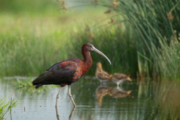 Mignattaio - Glossy Ibis (Plegadis falcinellus)