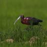 Mignattaio - Glossy Ibis (Plegadis falcinellus)