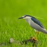 Nitticora - Black crowned night heron (Nycticorax nycticorax)