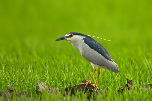 Nitticora - Black crowned night heron (Nycticorax nycticorax)