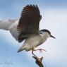 Nitticora - Black crowned night heron (Nycticorax nycticorax)