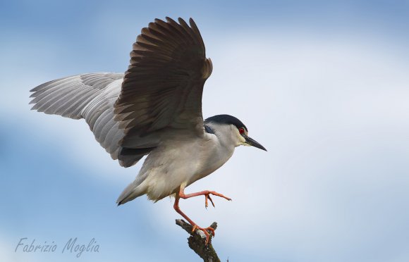 Nitticora - Black crowned night heron (Nycticorax nycticorax)