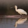 Spatola - Common spoonbill (Platalea leucorodia)