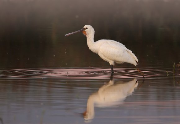 Spatola - Common spoonbill (Platalea leucorodia)
