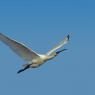 Spatola - Common spoonbill (Platalea leucorodia)