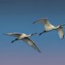 Spatola - Common spoonbill (Platalea leucorodia)