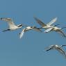 Spatola - Common spoonbill (Platalea leucorodia)