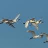 Spatola - Common spoonbill (Platalea leucorodia)