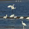 Spatola - Common spoonbill (Platalea leucorodia)