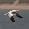 Sula bassana - Northern gannet (Morus bassanus)