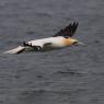 Sula bassana - Northern gannet (Morus bassanus)